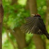 Datel cerny - Dryocopus martius - Black Woodpecker 0524
